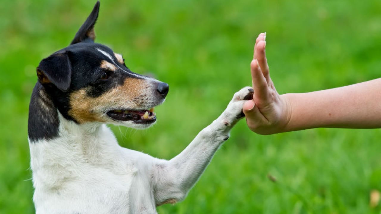 Cachorro e Humano 